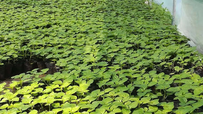彩椒苗杯苗五彩椒苗七彩椒苗产量高大田种植