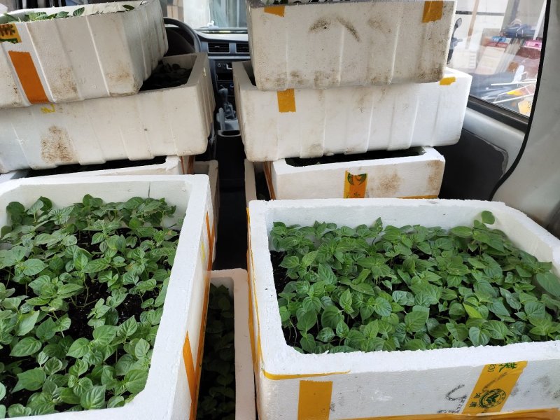 彩椒苗杯苗五彩椒苗七彩椒苗产量高大田种植