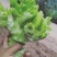 精品儿菜(小头儿菜)