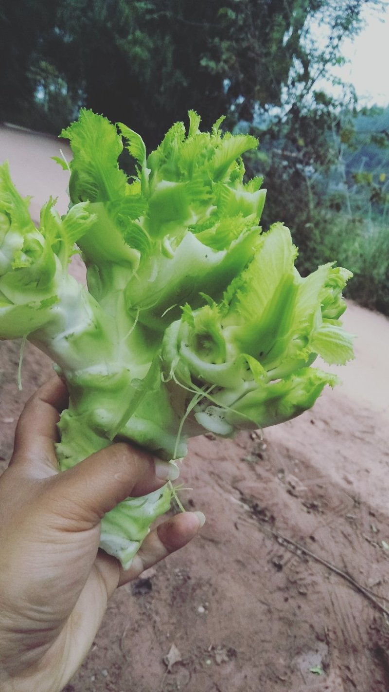 精品儿菜(小头儿菜)