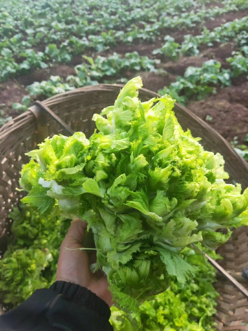 精品儿菜(小头儿菜)