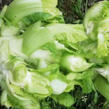 儿菜现货