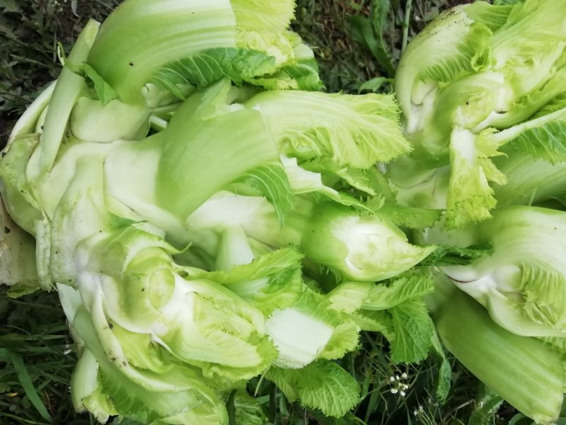 儿菜现货