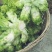 精品儿菜(小头儿菜)