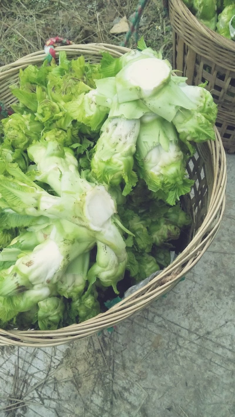 精品儿菜(小头儿菜)