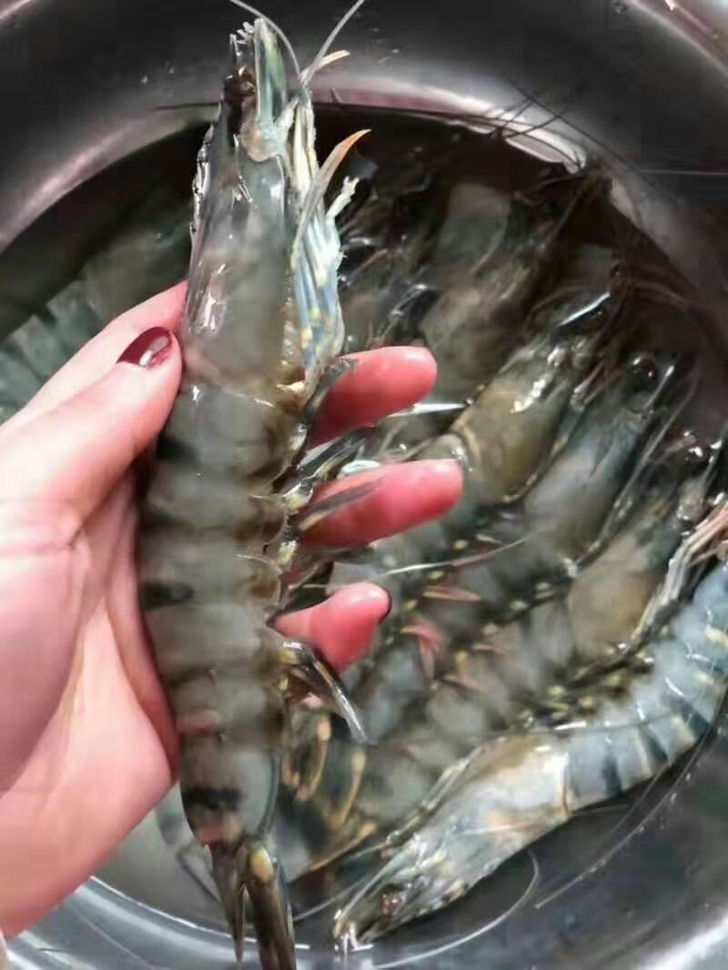 【一手货源】产地直销野生黑虎虾支持验货常年供货