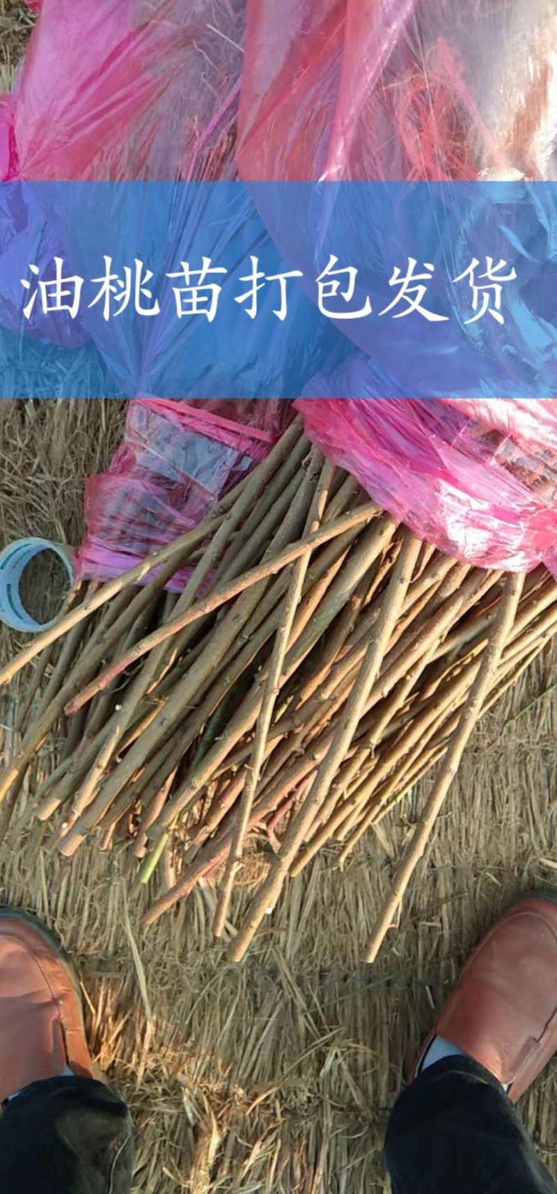 山东油桃苗，纯度好，油桃颜色好，个头大，保证质量全国发货