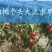 山东油桃苗，纯度好，油桃颜色好，个头大，保证质量全国发货