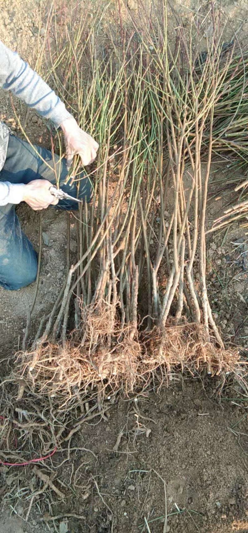 山东油桃苗，纯度好，油桃颜色好，个头大，保证质量全国发货
