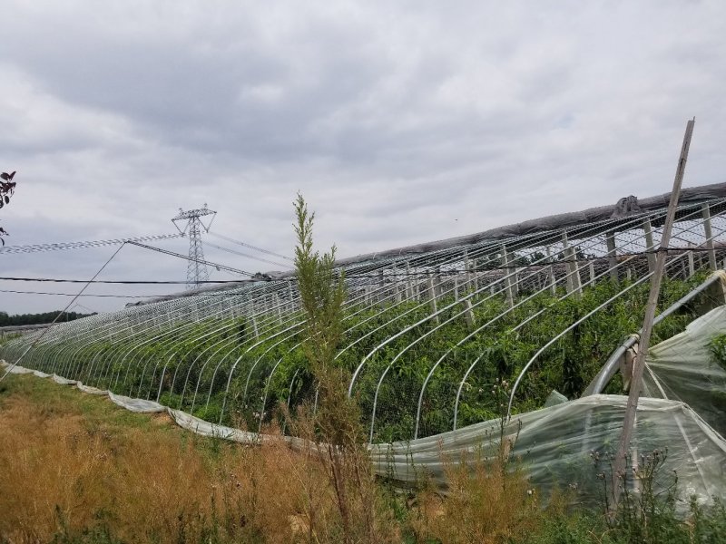 山东油桃苗，纯度好，油桃颜色好，个头大，保证质量全国发货