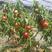 山东油桃苗，纯度好，油桃颜色好，个头大，保证质量全国发货