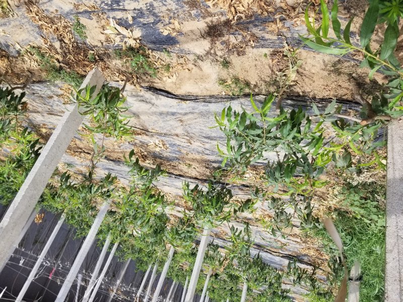 山东油桃苗，纯度好，油桃颜色好，个头大，保证质量全国发货