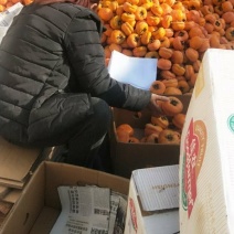 磨盘柿子大量上市中欢迎咨询