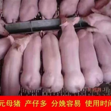 二元母猪高产体型好抗病能力强免费提供养殖技术