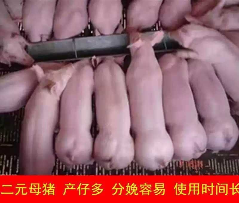 二元母猪高产体型好抗病能力强免费提供养殖技术