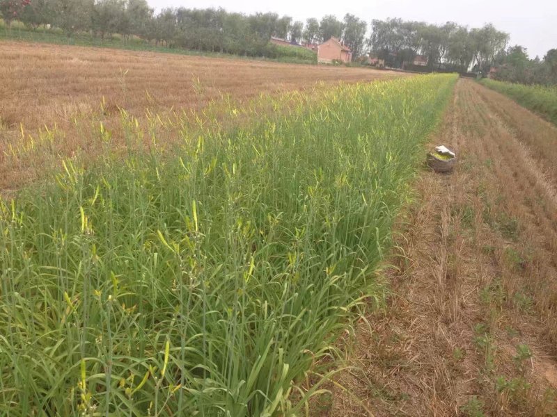 甘肃庆阳无硫优质黄花菜，自家晾晒，天然无污染10斤包邮