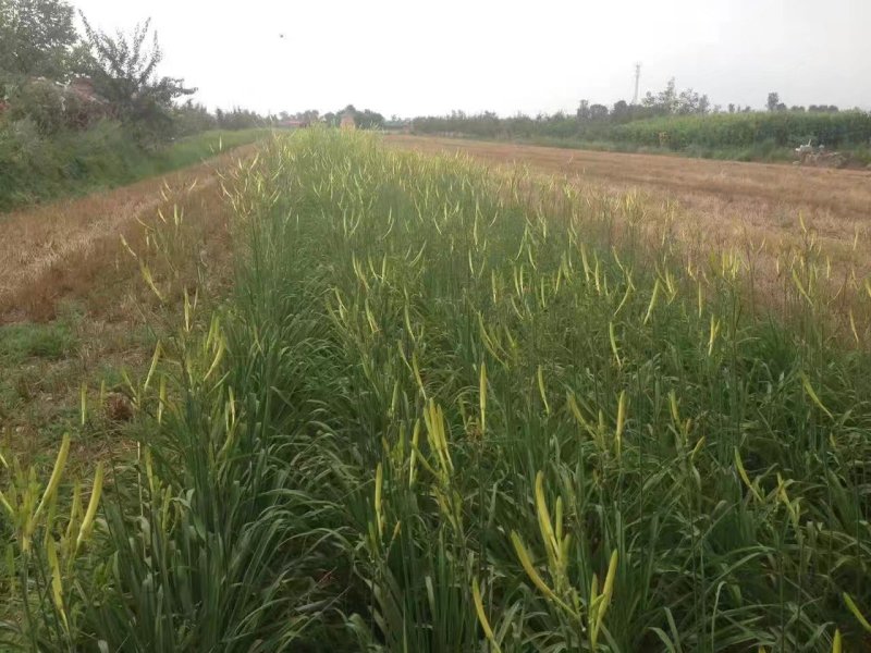 甘肃庆阳无硫优质黄花菜，自家晾晒，天然无污染10斤包邮