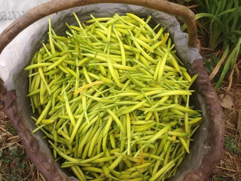 甘肃庆阳无硫优质黄花菜，自家晾晒，天然无污染10斤包邮