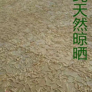 甘肃庆阳无硫优质黄花菜，自家晾晒，天然无污染10斤包邮