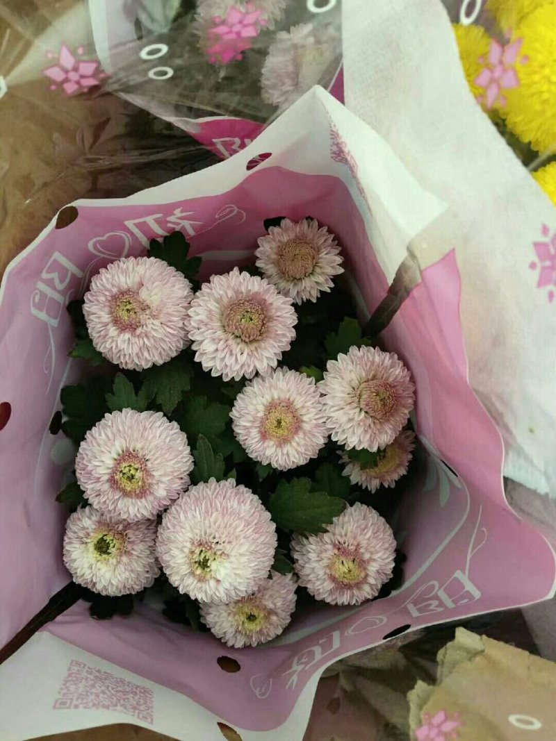 批发乒乓菊盆栽带盆带花发货好多颜色可选选下备注