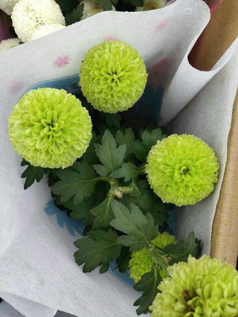 批发乒乓菊盆栽带盆带花发货好多颜色可选选下备注