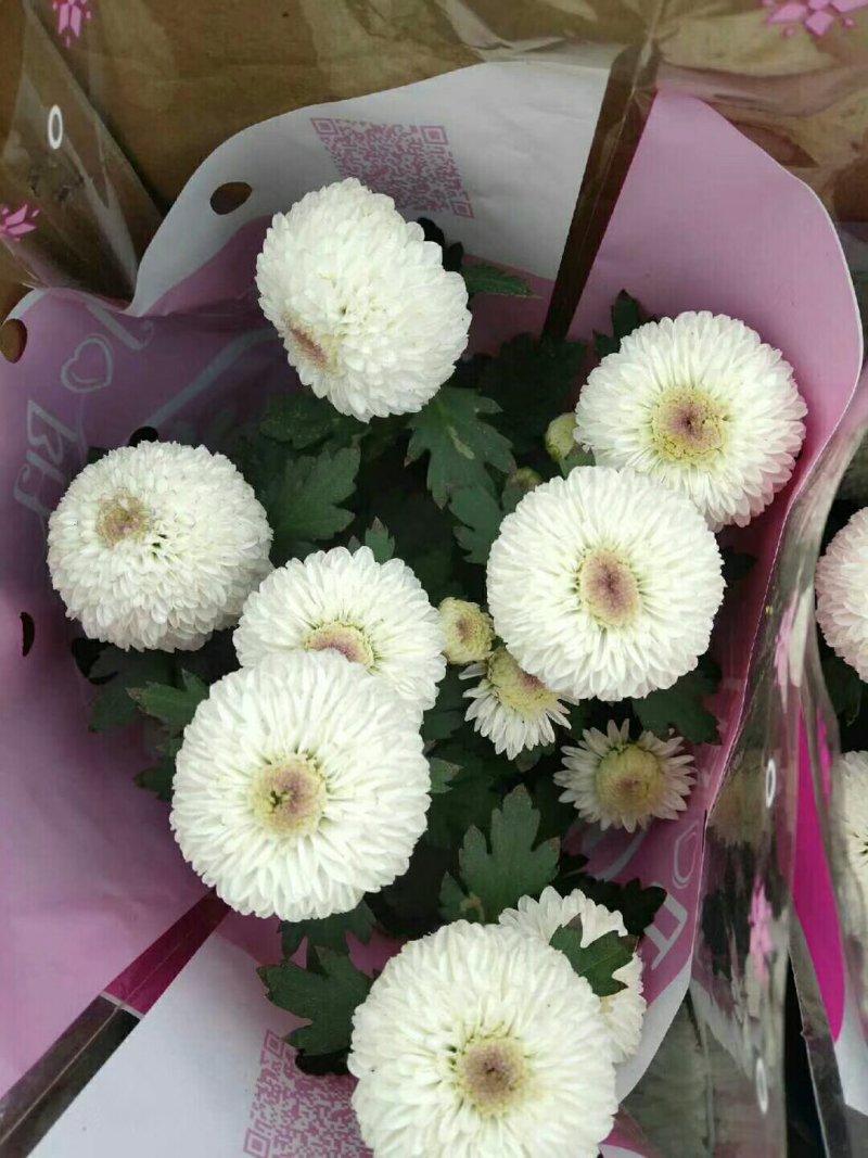 批发乒乓菊盆栽带盆带花发货好多颜色可选选下备注