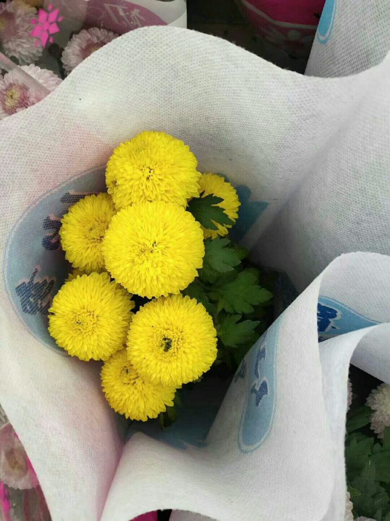 批发乒乓菊盆栽带盆带花发货好多颜色可选选下备注