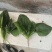 圆叶菠菜优级荷兰菠菜