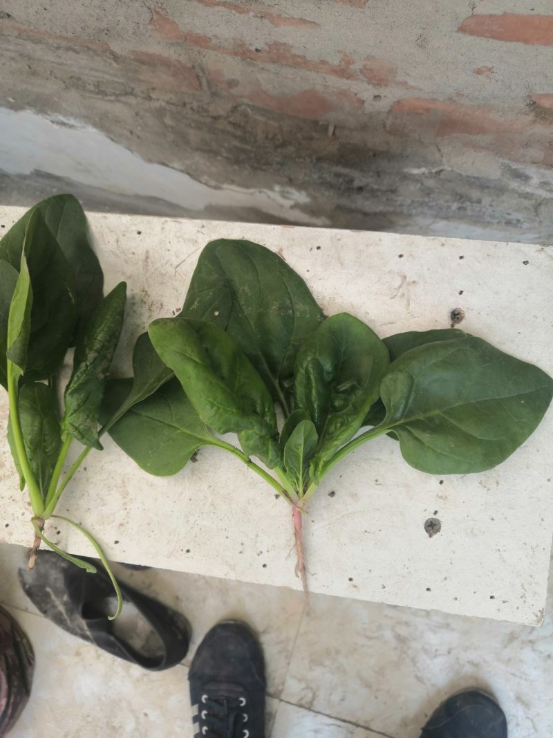 圆叶菠菜优级荷兰菠菜