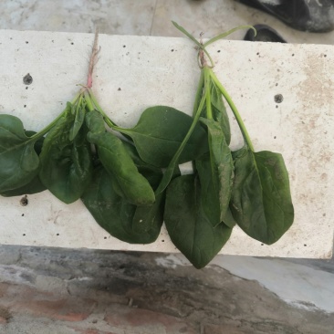 圆叶菠菜优级荷兰菠菜