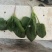 圆叶菠菜优级荷兰菠菜