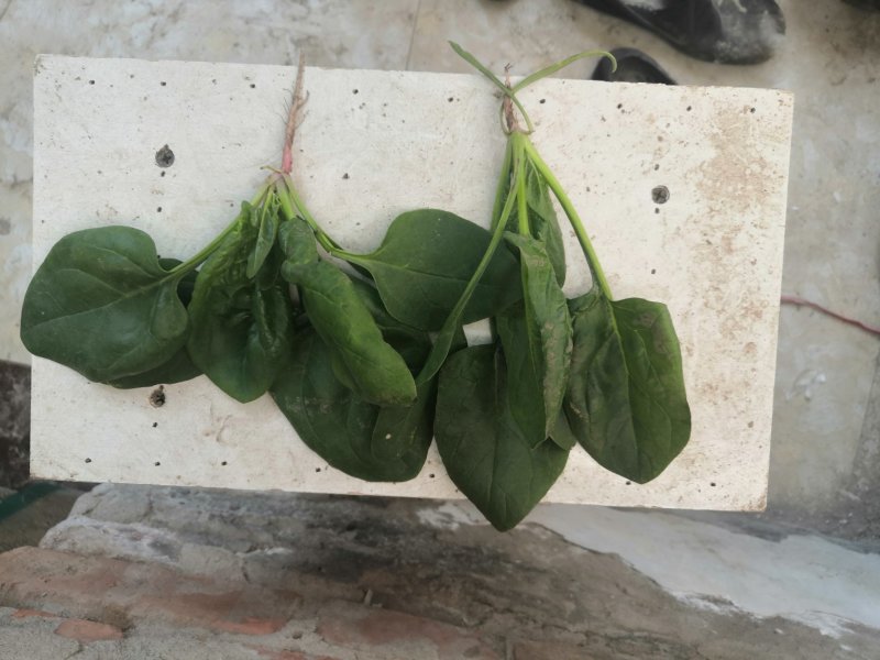 圆叶菠菜优级荷兰菠菜
