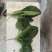 圆叶菠菜优级荷兰菠菜