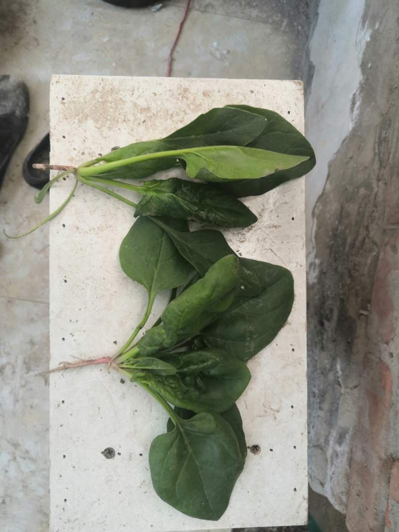 圆叶菠菜优级荷兰菠菜