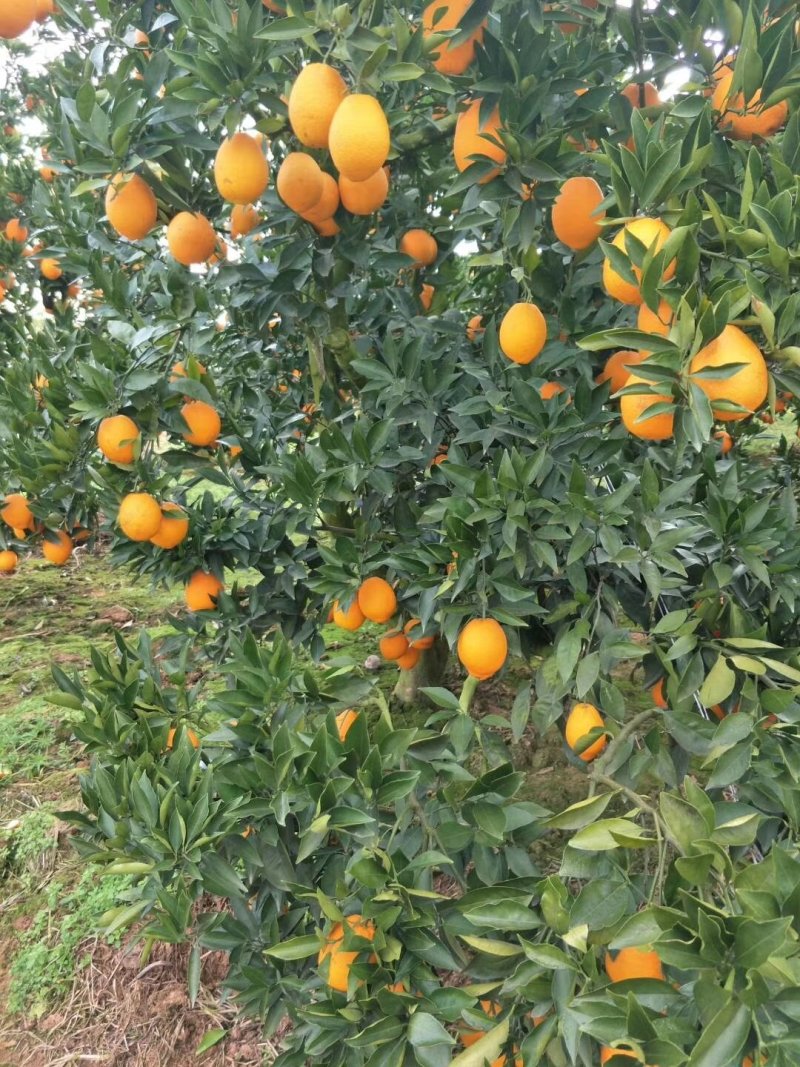 三溪脐橙
