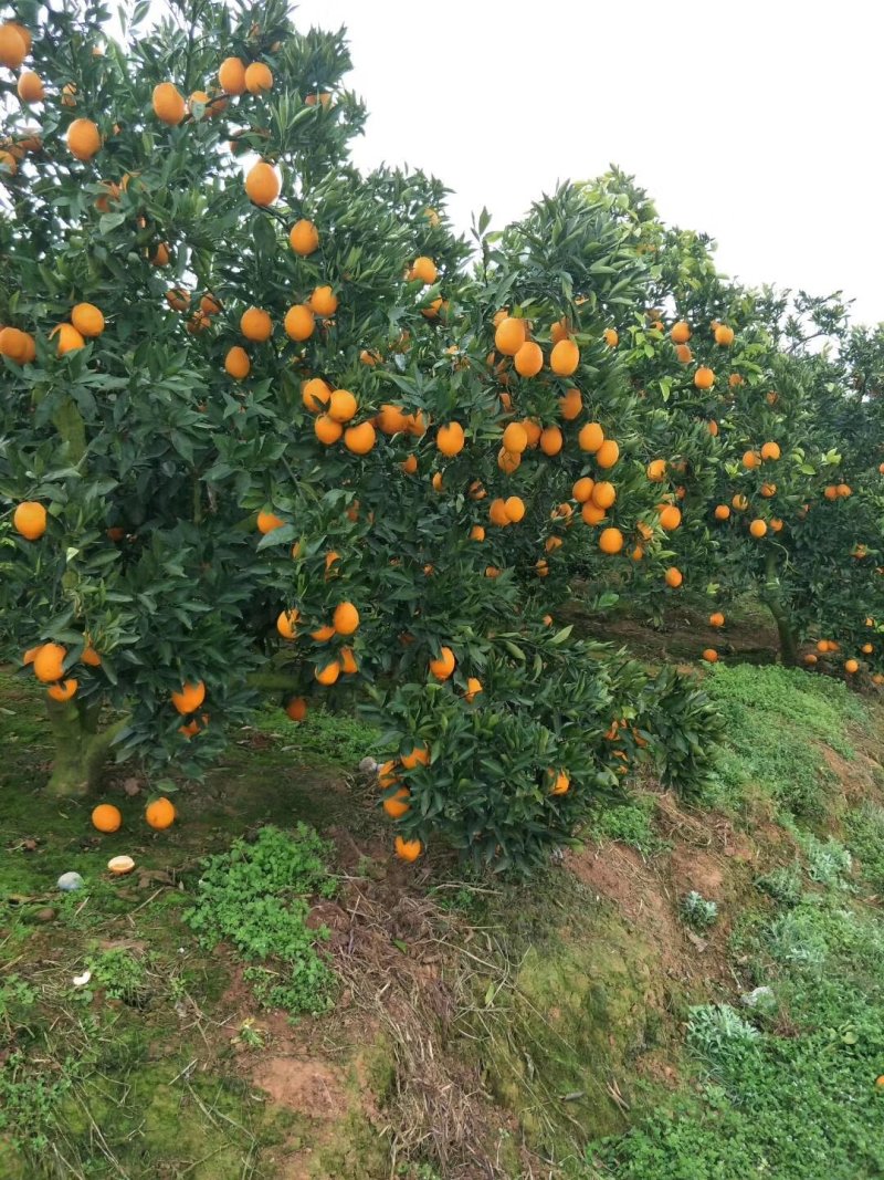 三溪脐橙