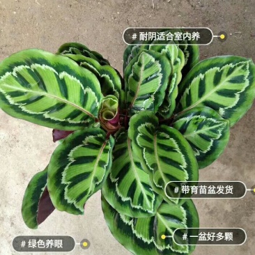 美丽竹芋29.9元整盆发货，全国包邮