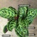 美丽竹芋29.9元整盆发货，全国包邮