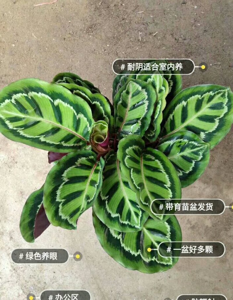 美丽竹芋29.9元整盆发货，全国包邮