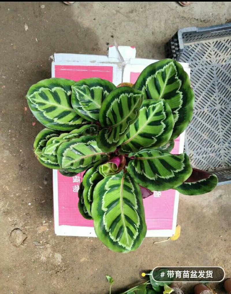 美丽竹芋29.9元整盆发货，全国包邮