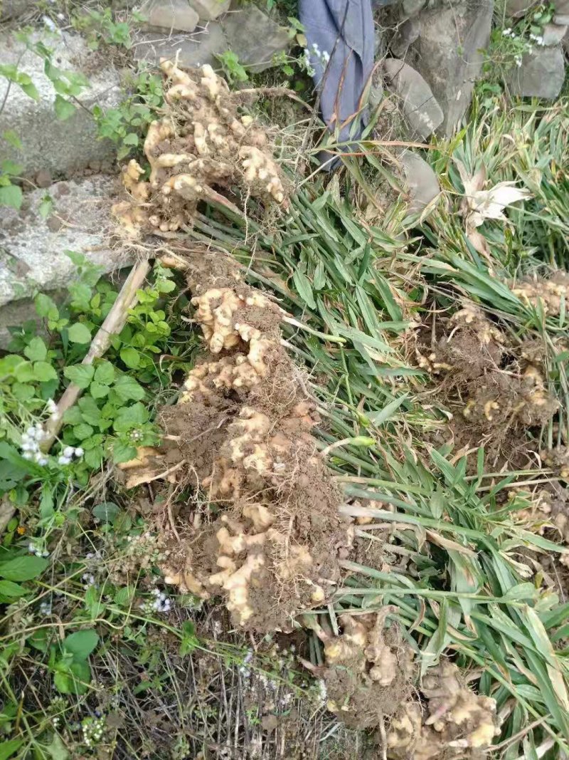 广西隆林小黄姜大量上市