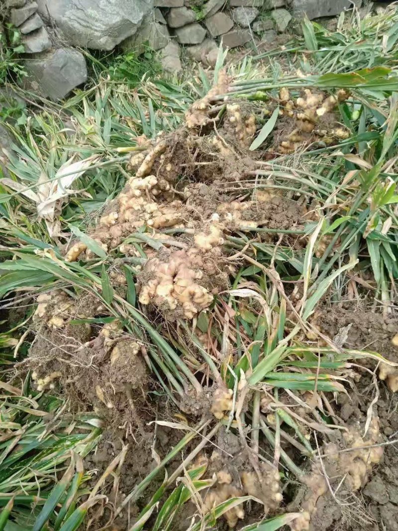 广西隆林小黄姜大量上市