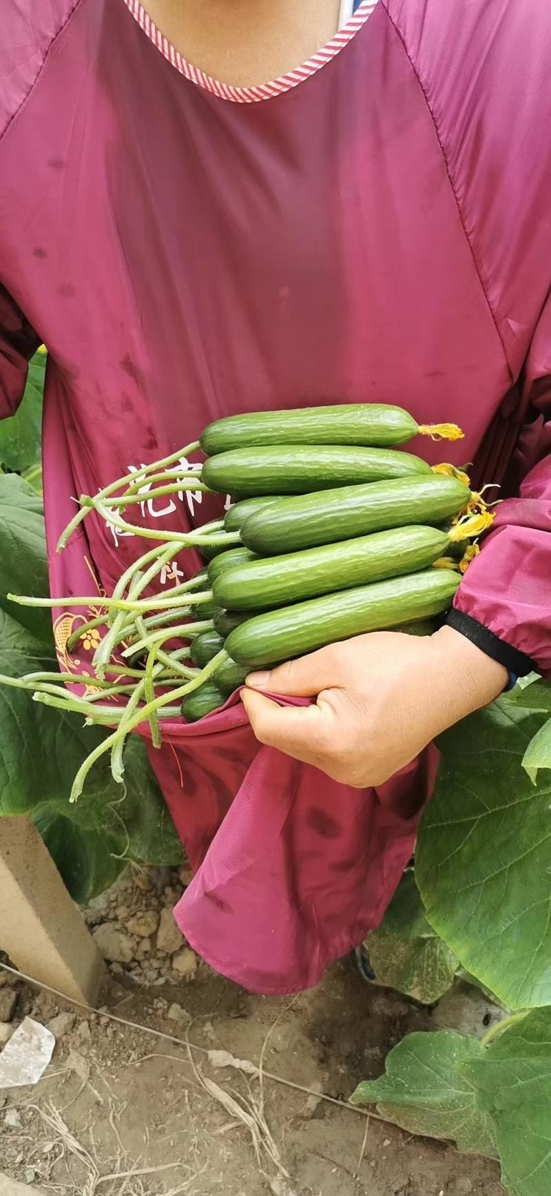林孚868无刺水果小黄瓜种子连续拉瓜产量高