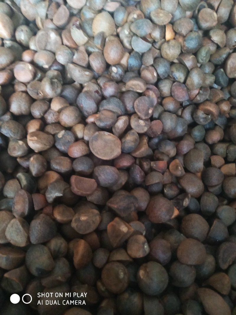 野生油茶籽