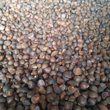 野生油茶籽
