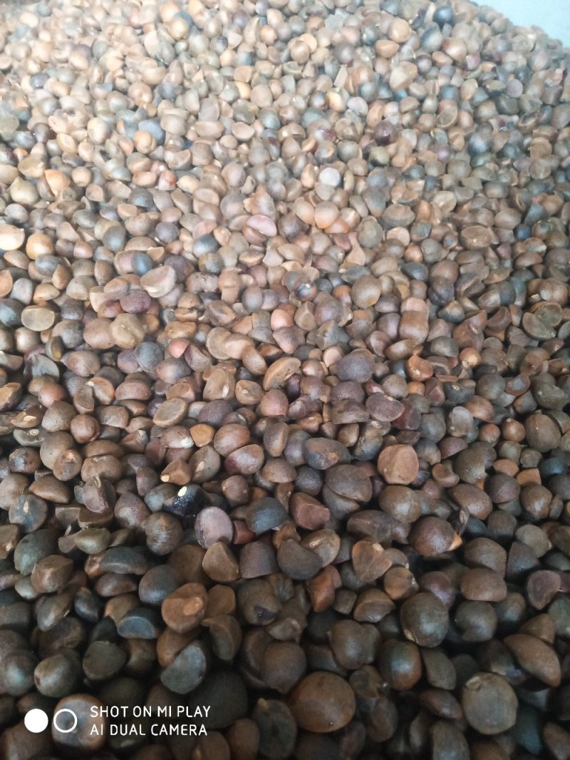 野生油茶籽