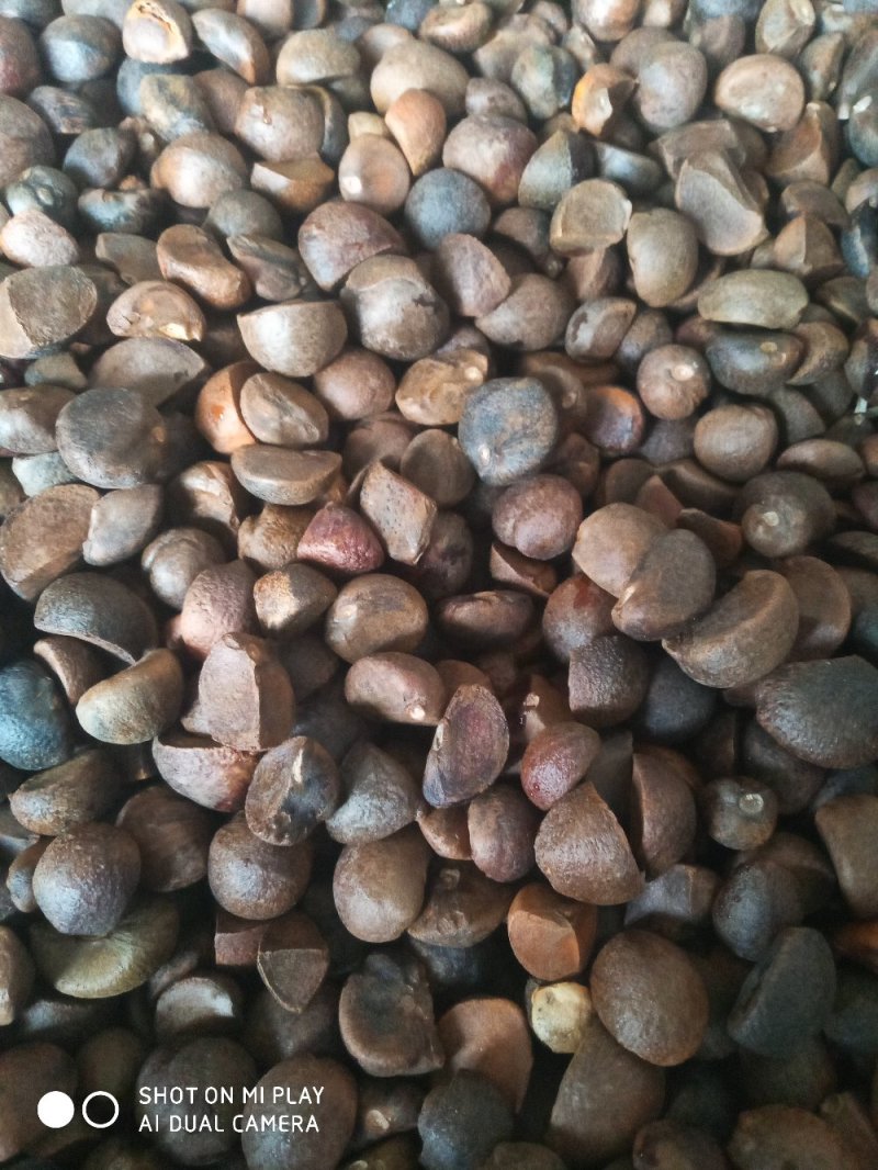 野生油茶籽