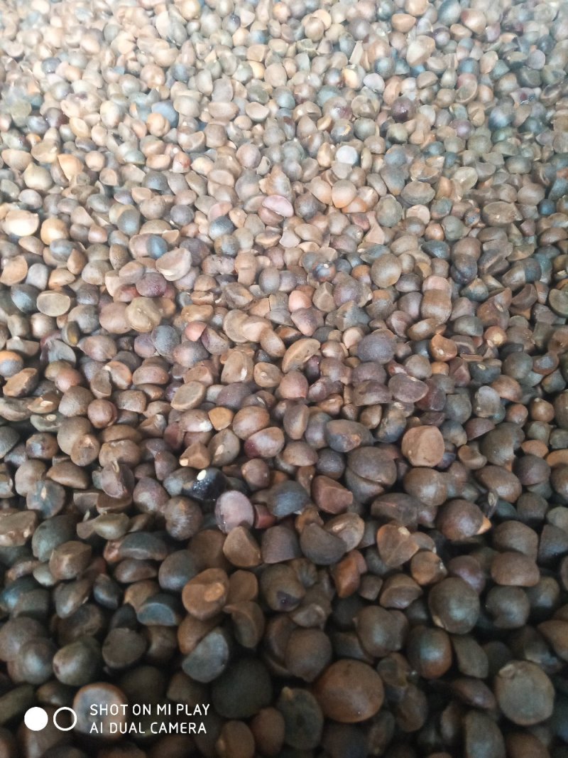 野生油茶籽