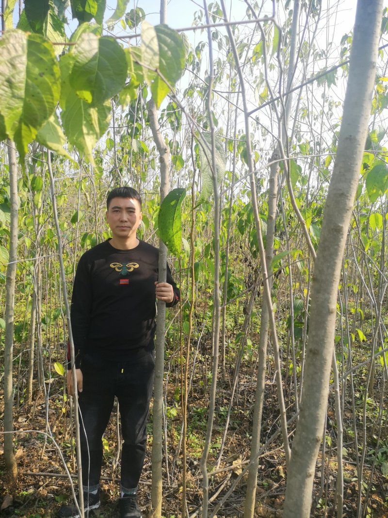 甘肃陇南武都苗圃杜仲苗