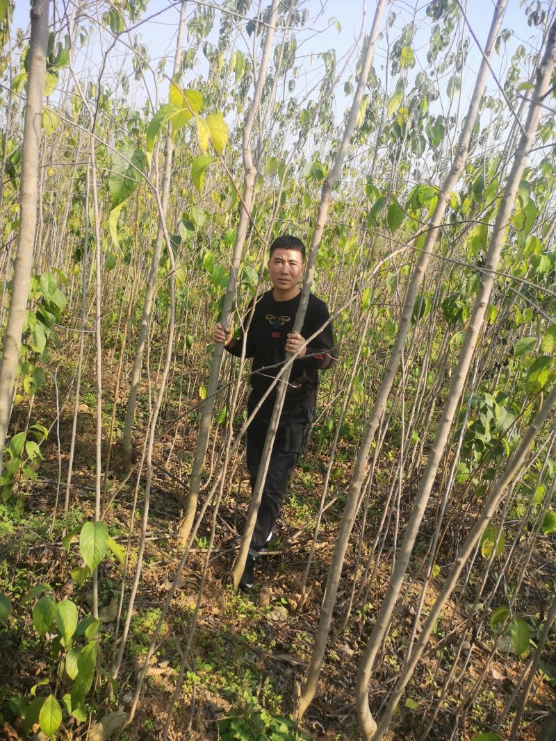 甘肃陇南武都苗圃杜仲苗